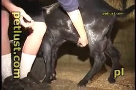 Недорослый зоофил трахнул рогатого козла в очко, откровенное секс видео