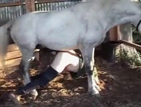 Конь насилует зоофила и кончает в анал, жуткое зоо порно с гомиком