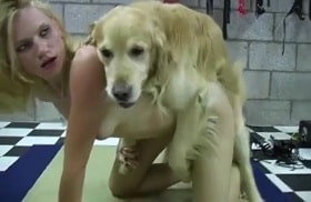 Куртизанки и собака, зоо порно с мохнатым животным в комнате боли