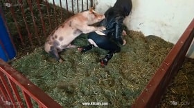 Секс женщины Yasmin с пятнистой свиньей от k9 lady