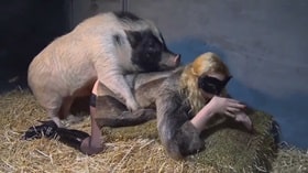 Свинья в хлеву трахает грузинку, секс  кино с животным